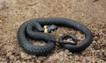 Kako razlikovati hors iz viper?
